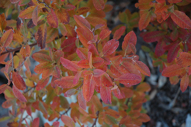 Rainbow Pillar Serviceberry (Amelanchier canadensis 'Glennform') at Canyon Creek Nursery
