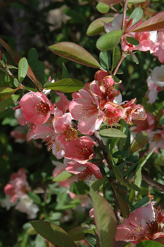 Toyo-Nishiki Flowering Quince (Chaenomeles speciosa 'Toyo-Nishiki') at Canyon Creek Nursery