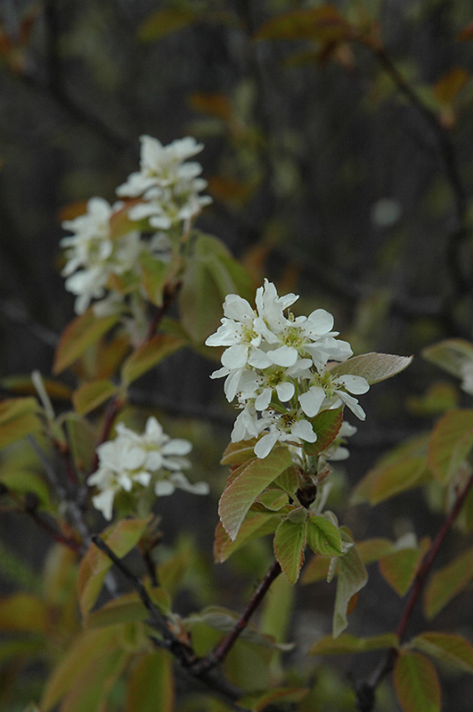 Saskatoon (Amelanchier alnifolia) at Canyon Creek Nursery