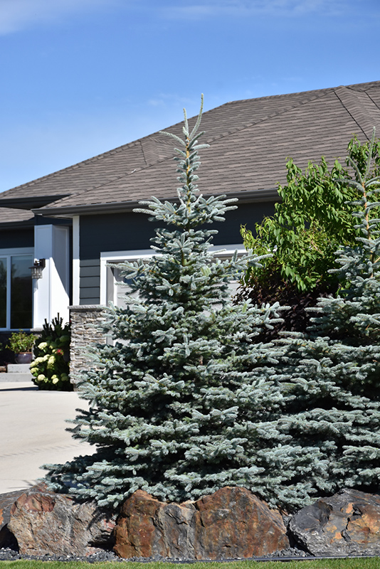 Baby Blue Blue Spruce (Picea pungens 'Baby Blue') in Billings