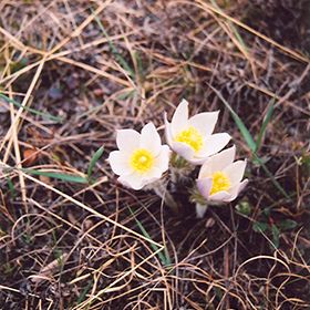 Plant Photo 9