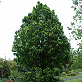 Plant Photo 10