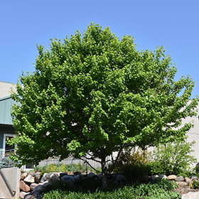 Plant Photo 4